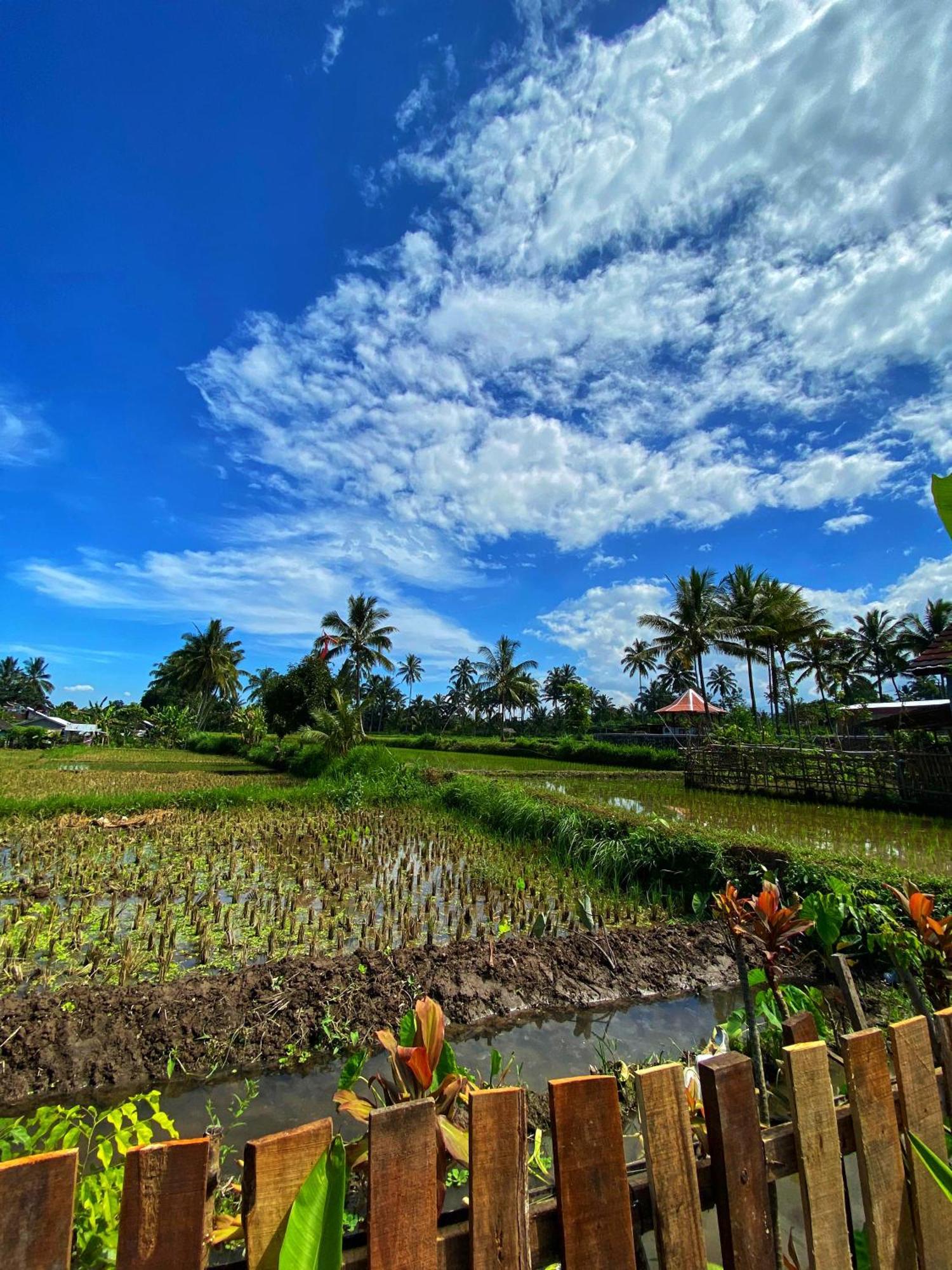 Alfarizi Homestay Tetebatu Cameră foto